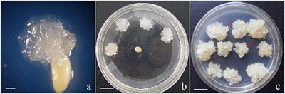 Multiple Methods Synergistically Promote the Synchronization of Somatic Embryogenesis Through Suspension Culture in the New Hybrid Between Pinus elliottii and Pinus caribaea